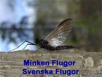 Minken Svenska Flugor