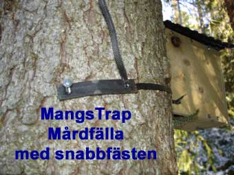 MangsTrap Minkfllor Mrdfllor